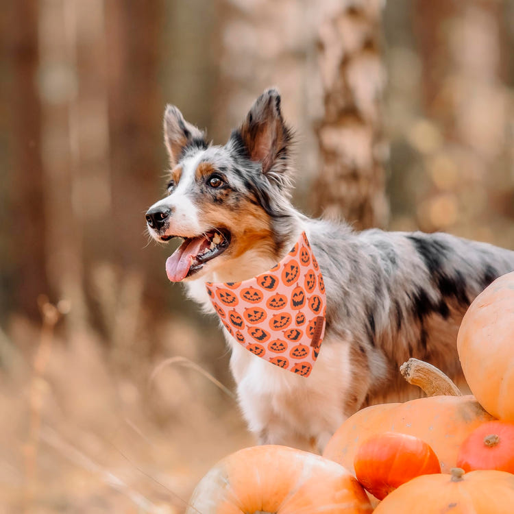 ADOGGYGO Halloween Dog Bandana