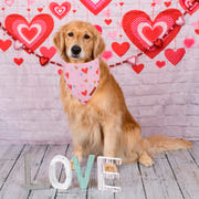 ADOGGYGO Halloween Dog Bandana